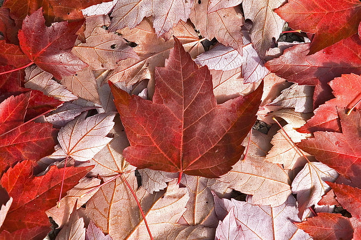 red and brown maple leafs, canada, flag, leaves, cool, autumn, HD wallpaper