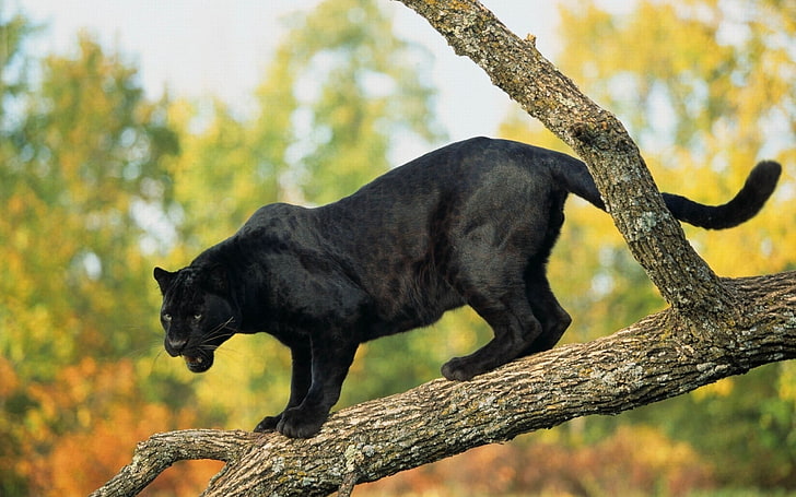 black panther, timber, trees, big cat, predator, animal, nature
