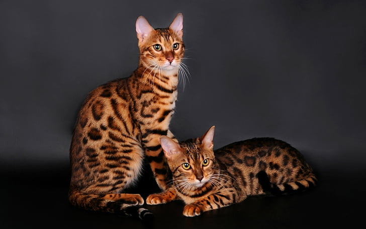Cats, Bengal Cat, Animal, HD wallpaper