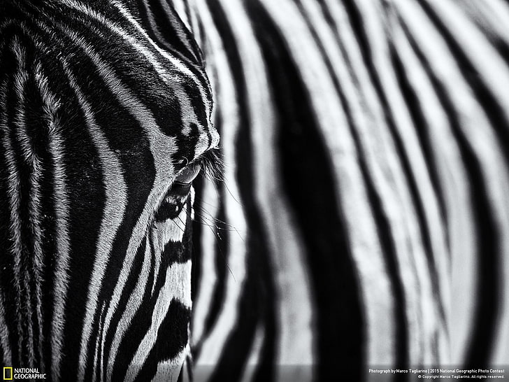 zebras, mammals, National Geographic, animal themes, striped