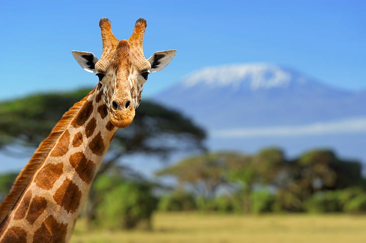 giraffes, animals, wilderness, HD wallpaper