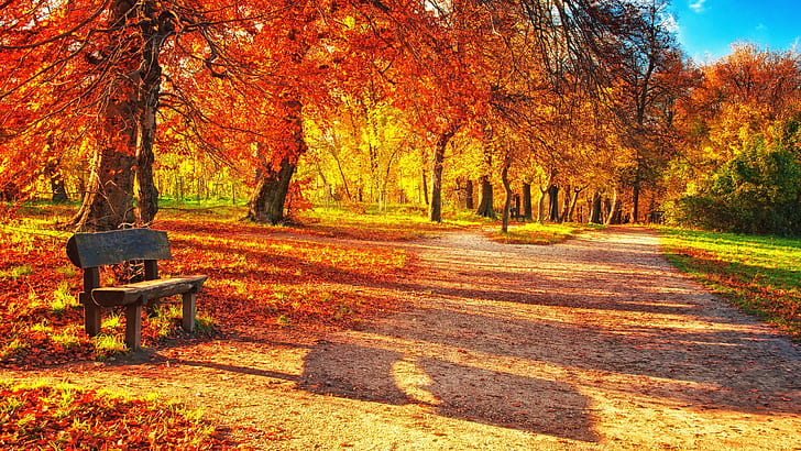Autumn park, red leaves, wood bench, sunlight