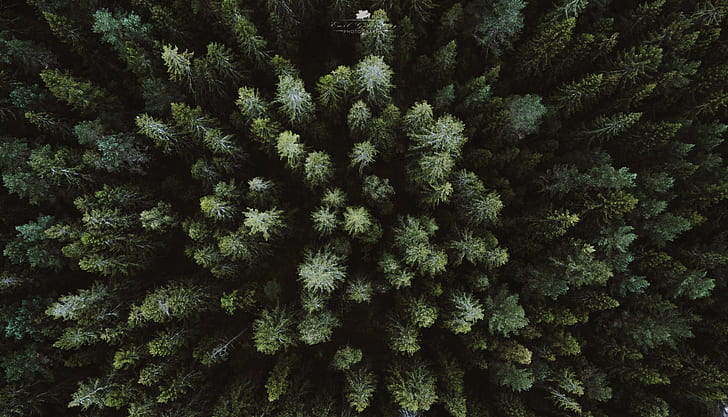 landscape, drone, forest, aerial view