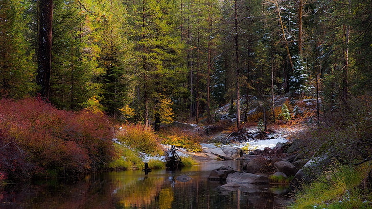 nature, water, autumn colors, stream, wilderness, forest river