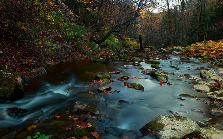 stream and trees, time lapse photography of river, nature, forest