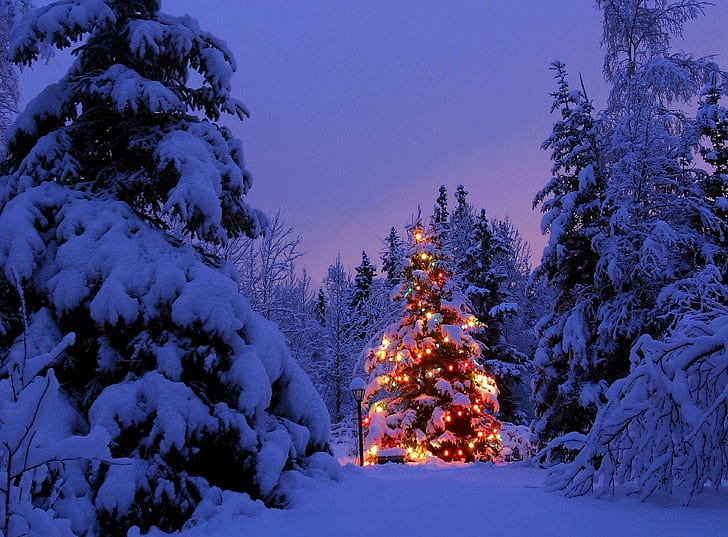 christmas trees, garland, snow, park, party, new year, HD wallpaper