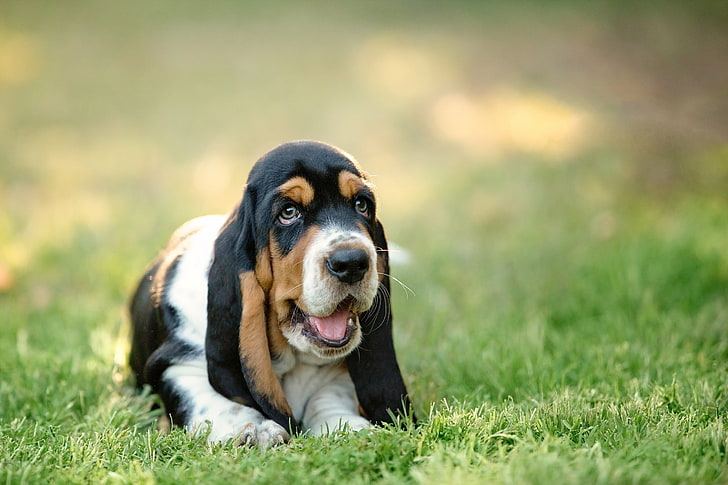 adult white and black hound, basset, dog, puppy, muzzle, grass