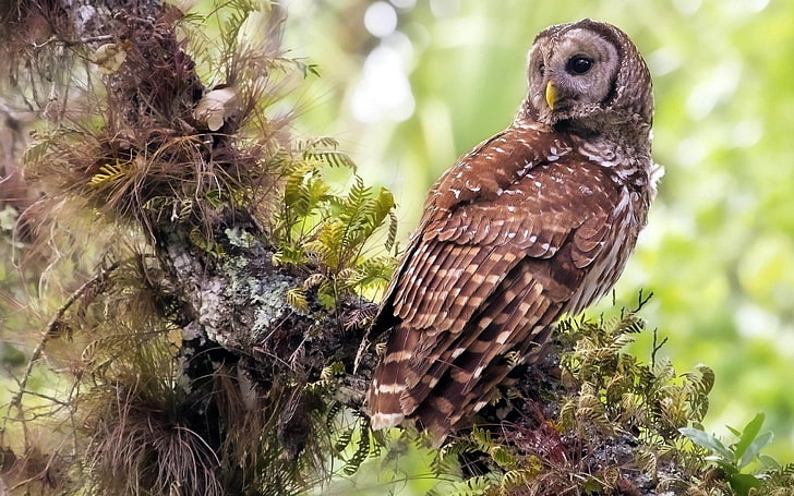 brown grass owl, tree, bird, predator, bird of Prey, nature, animal, HD wallpaper