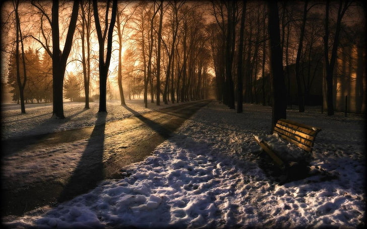 brown and black wooden house, snow, bench, trees, sunlight, cold temperature, HD wallpaper