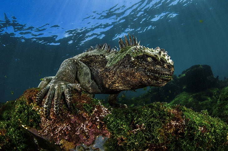 black and green lizard, nature, water, sea, underwater, coral, HD wallpaper