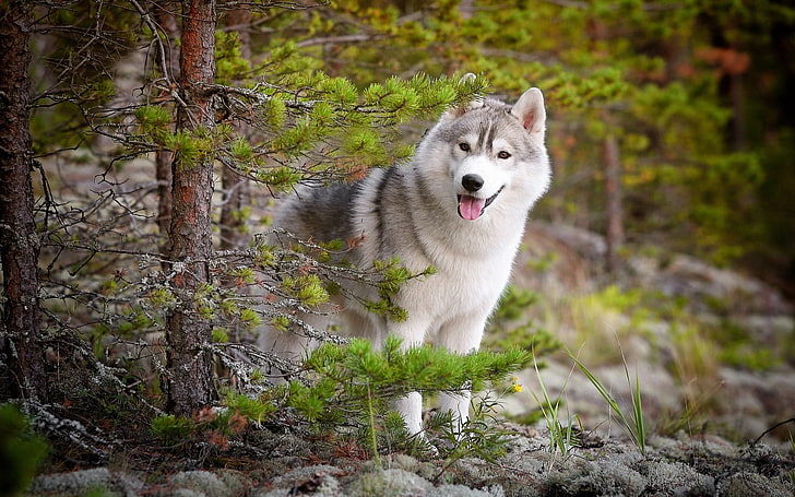 adult white and black Siberian husky, Siberian Husky , animals, HD wallpaper