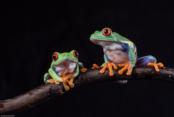 two Tree Frog on wood branch, Two's company, Olympus  OMD EM5 MII