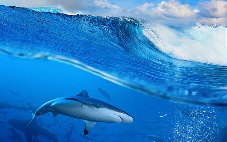 Shark in blue sea, white and blue shark, ocean, wave, sky, Splash, HD wallpaper
