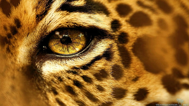 animals, eyes, jaguars, HD wallpaper