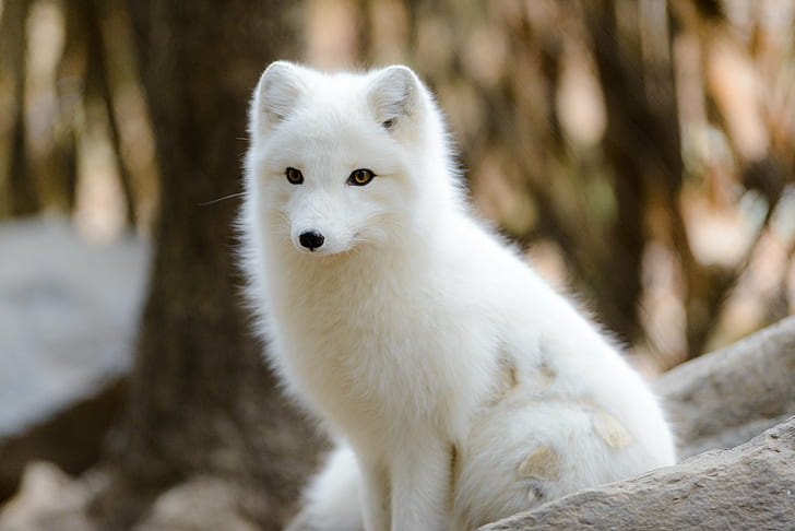 photo of long coated white dog, arctic fox, arctic fox, Sun, stone  zoo