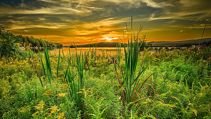 grassland, sunset, field, summer sunset, wildflower, lake district, HD wallpaper