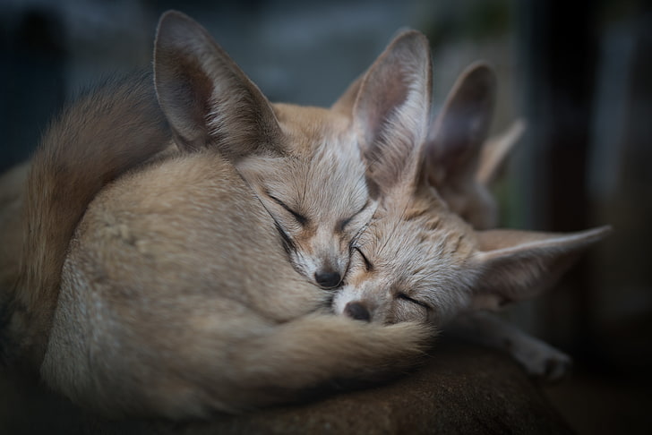 fennec fox, sleeping, cute, Animal, mammal, animal themes, domestic, HD wallpaper