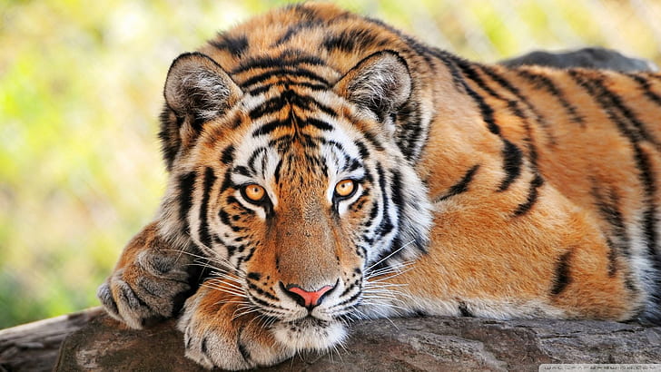 Beautiful Young Tiger, bengal tiger, beautiful tiger, animals, HD wallpaper