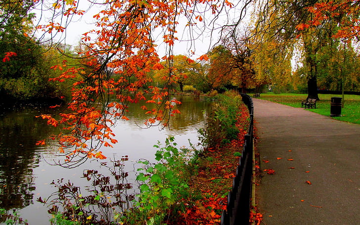 Leaves, park, trees, forest, autumn, walk, river