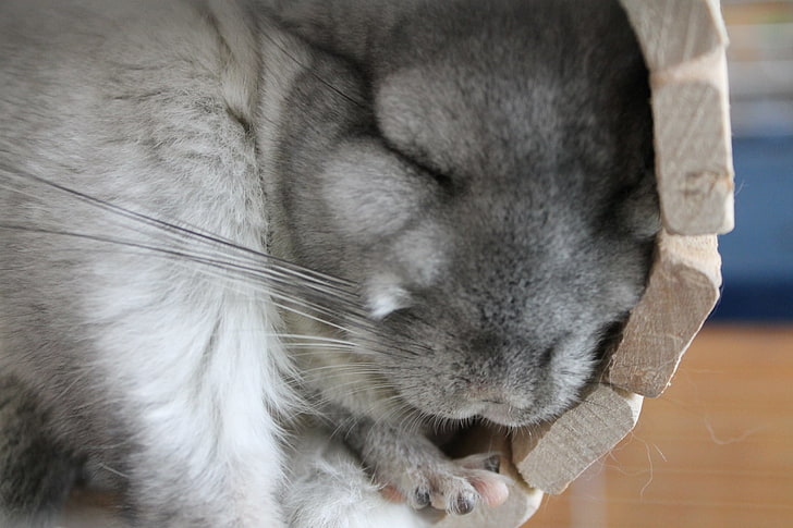 gray rabbit, chinchilla, sleep, lie, fluffy, pets, animal, mammal