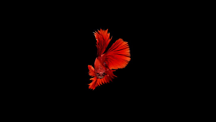 animals, fish, simple background, red, HD wallpaper