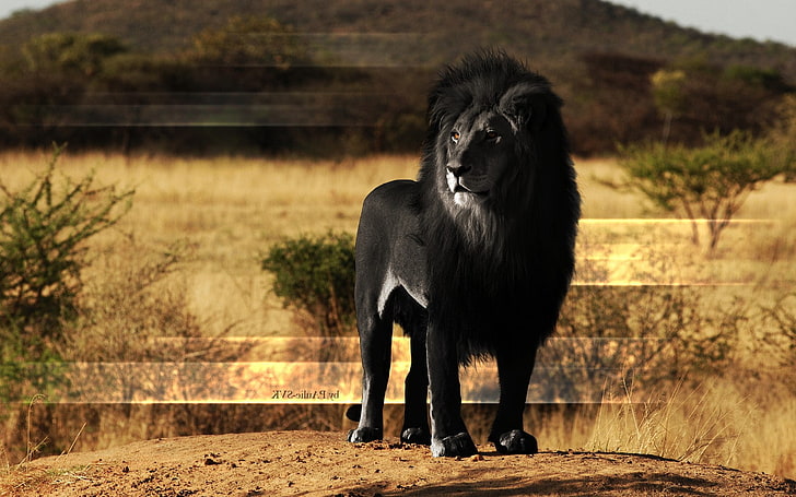 HD wallpaper: animals, black, lion, Melanism, animal themes, one animal,  mammal | Wallpaper Flare