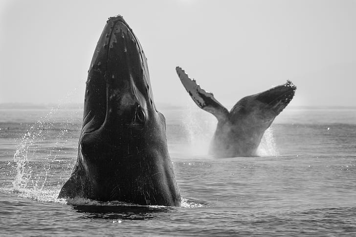 Animal, Whale, Black and White, Humpback Whale, Sea Life, HD wallpaper