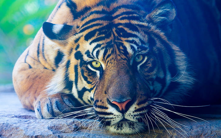 tiger, green eyes