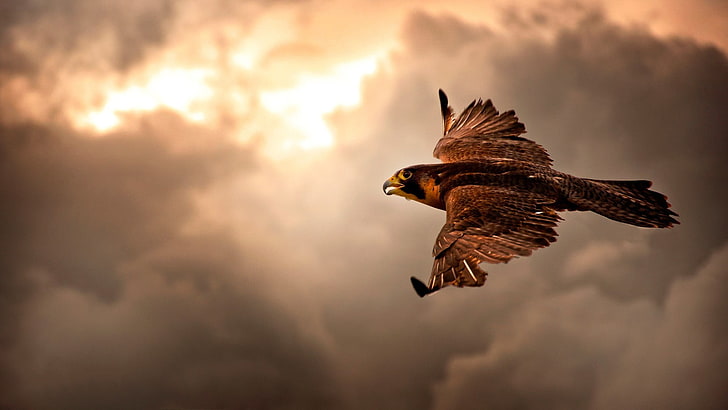 brown falcon, bird of prey, animals, hawks, birds, flying, spread wings, HD wallpaper