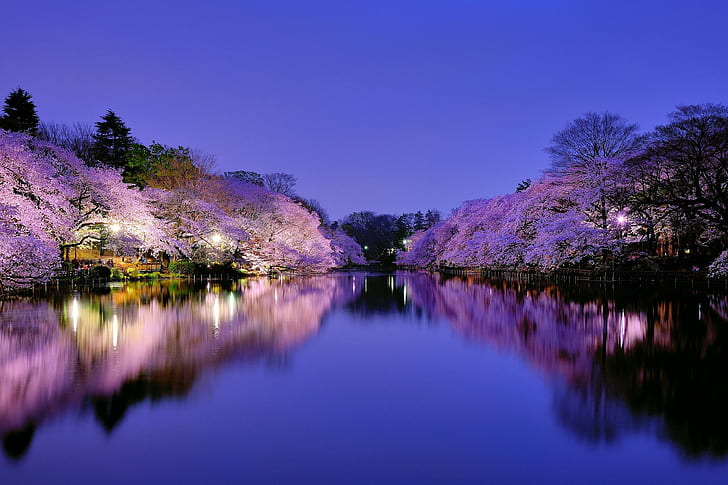 japan, osaka, city, park, lake, light, lights, night, blue, sky, trees, cherries, cherry, flowering