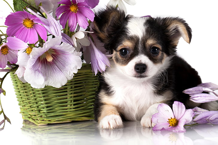 flower, puppy, Chihuahua, dog, animal