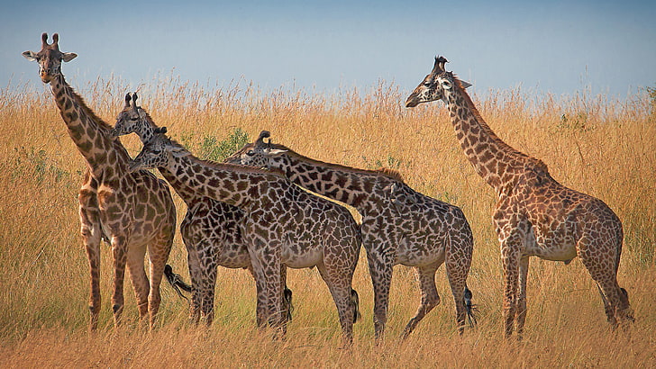 Giraffe Animal African Mammals From Savannah In Kenya And Tanzania 4k Ultra Hd Tv Wallpaper For Desktop Laptop Tablet And Mobile Phones 3840×2160, HD wallpaper