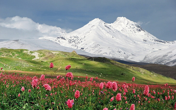 beautiful nature 1920x1200, flower, flowering plant, mountain