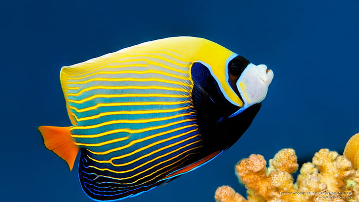 Emperor Angelfish, Great Barrier Reef, Australia, Ocean Life, HD wallpaper