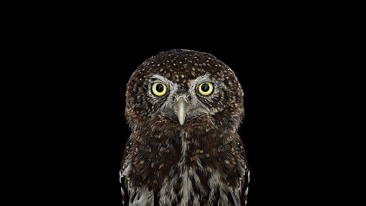 brown owl, photography, animals, birds, simple background, nature