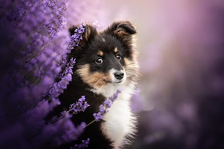 Dogs, Puppy, Baby Animal, Pet, Purple Flower, HD wallpaper