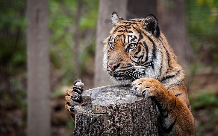 bengal tiger, animals, nature, depth of field, big cats, tree stump