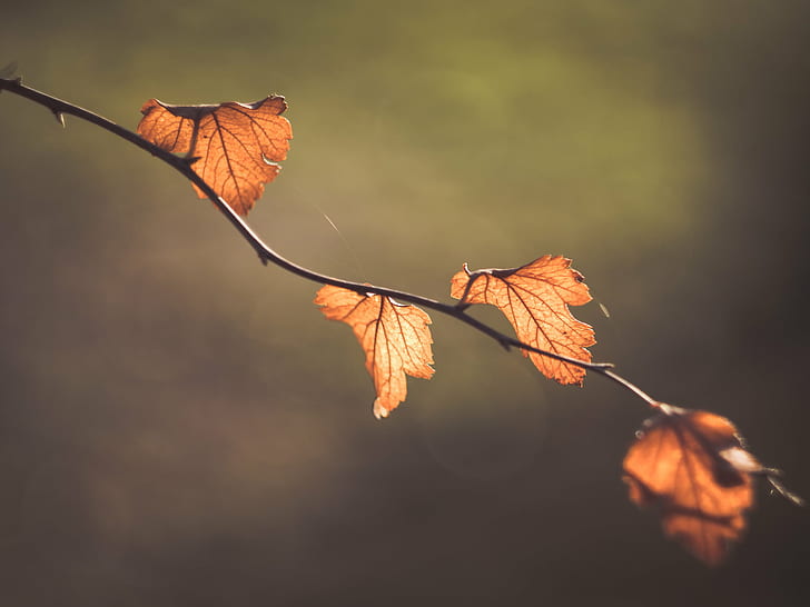 selective photo of brown leaves, autumn  leaves, plant, mood