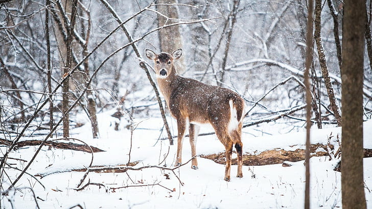 deer, forest, snow, winter, animal themes, cold temperature