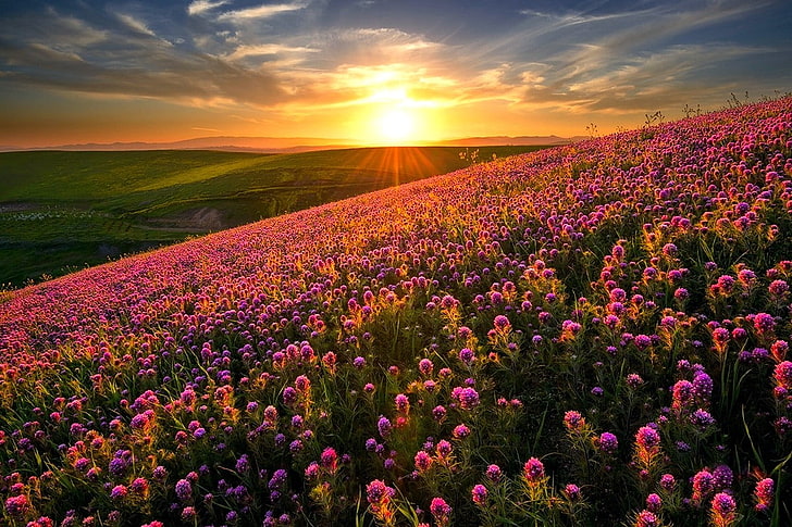 purple petaled flower field, nature, landscape, sunset, flowers, HD wallpaper