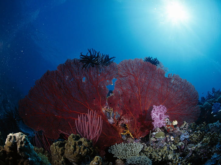 sea, underwater, coral, sea anemones