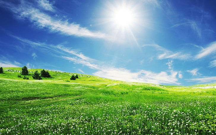 green field with trees and view of sun, nature, landscape, flowers
