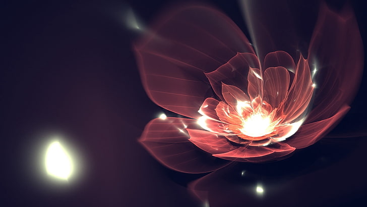 red flower wallpaper, background, dark, lines, shine, abstract