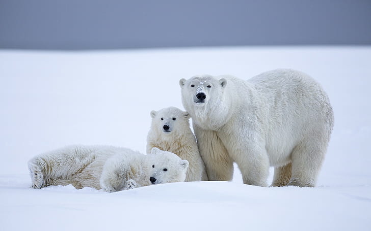 animals, polar bears, snow, baby animals, white, wildlife, HD wallpaper