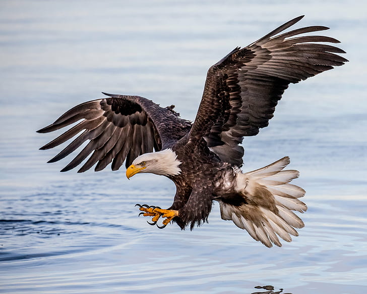 photo of flying white and brown eagle, Concentration, Bald Eagle