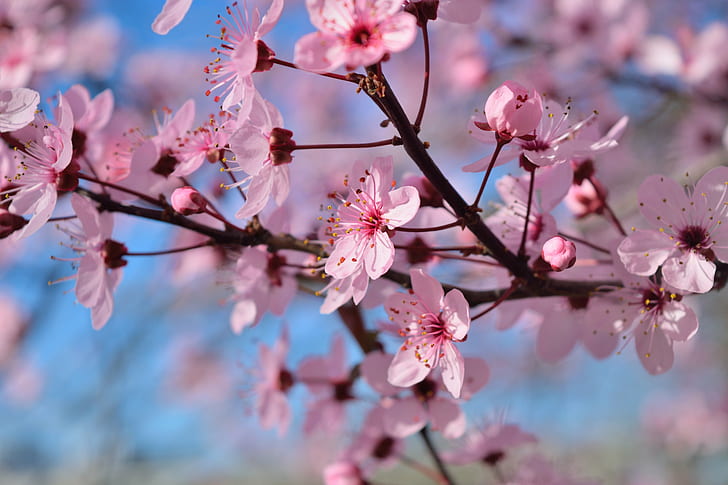 selective focus of Sakura tree during daytime, Blossoms, d5300, HD wallpaper