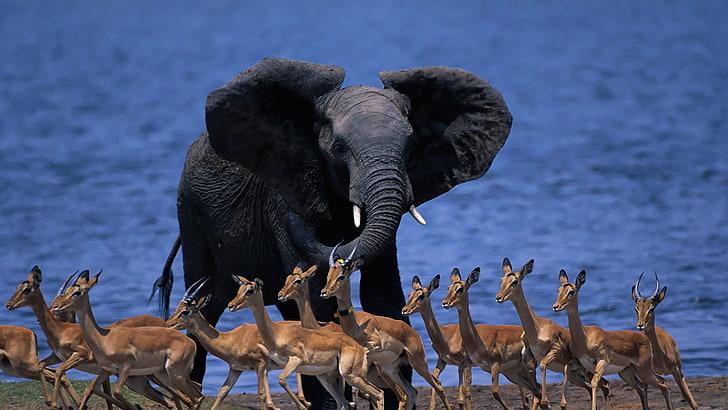 black elephant, nature, animals, wildlife, Botswana, animal themes, HD wallpaper