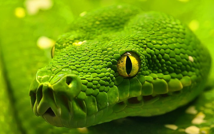 green viper snake, green snake closeup photography, animals, nature
