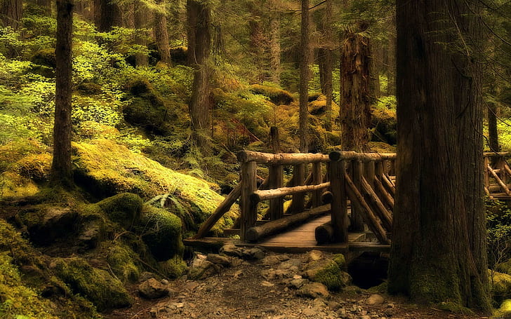 Mystery Bridge (dual Monitor), green leafed trees, nature, its so cool, HD wallpaper