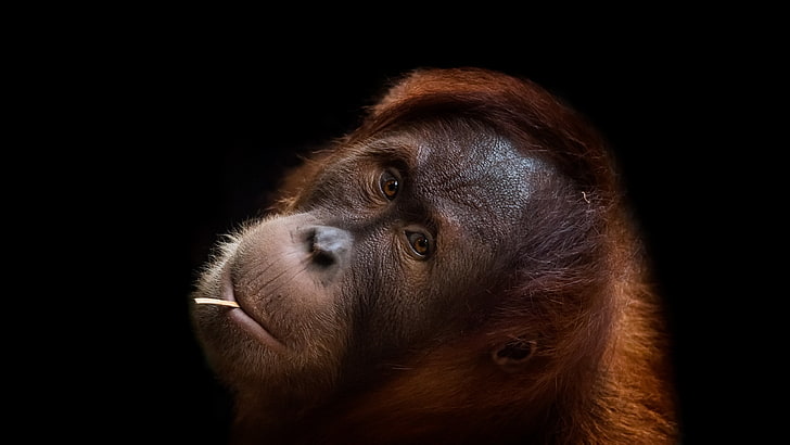 portrait, face, apes, animals, one animal, mammal, black background, HD wallpaper
